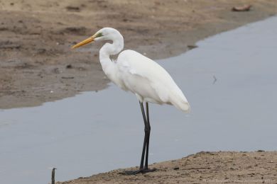 Volavka bílá jihoasijská (Ardea alba modesta)
