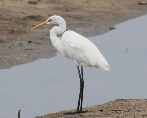 Volavka bílá jihoasijská (Ardea alba modesta)