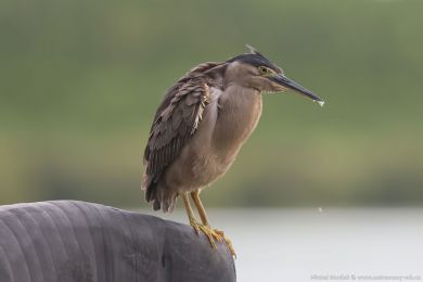 Volavka mal&aacute; (Butorides atricapilla)