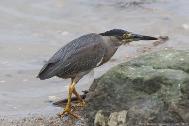 Volavka mal&aacute; (Butorides atricapilla)