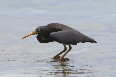 Volavka pobřežní (Egretta sacra) Volavka pobřežní (Egretta sacra)