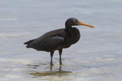 Volavka pobřežní (Egretta sacra) Volavka pobřežní (Egretta sacra)