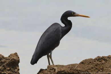 Volavka pobřežní (Egretta sacra) Volavka pobřežní (Egretta sacra)