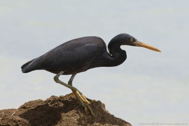 Volavka pobřežní (Egretta sacra) Volavka pobřežní (Egretta sacra)