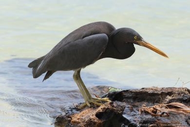 Volavka pobřežní (Egretta sacra) Volavka pobřežní (Egretta sacra)