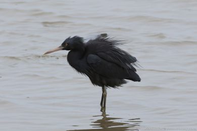Volavka pobřežní (Egretta sacra) Volavka pobřežní (Egretta sacra)