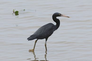Volavka pobřežní (Egretta sacra) Volavka pobřežní (Egretta sacra)