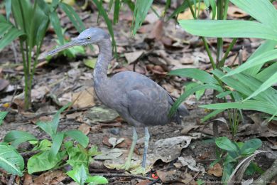 Volavka pobřežní (Egretta sacra) Volavka pobřežní (Egretta sacra)