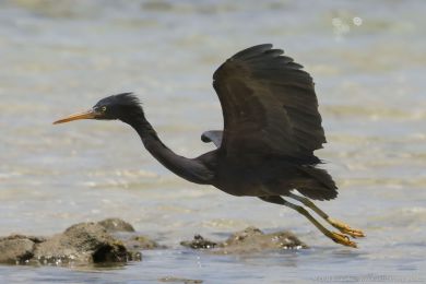 Volavka pobřežní (Egretta sacra) Volavka pobřežní (Egretta sacra)