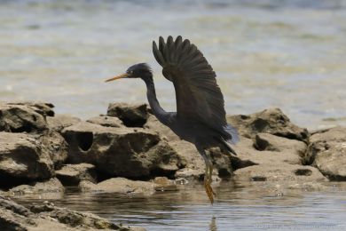 Volavka pobřežní (Egretta sacra) Volavka pobřežní (Egretta sacra)