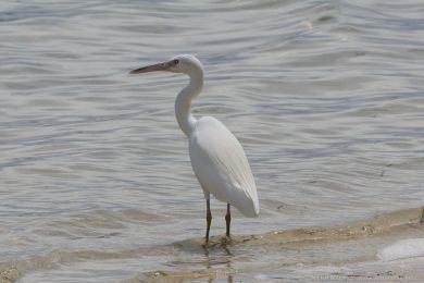 Volavka pobřežní (Egretta sacra) Volavka pobřežní (Egretta sacra)