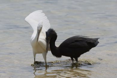 Volavka pobřežní (Egretta sacra) Volavka pobřežní (Egretta sacra)