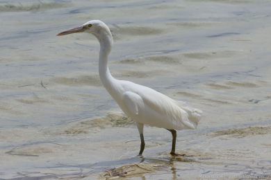 Volavka pobřežní (Egretta sacra) Volavka pobřežní (Egretta sacra)