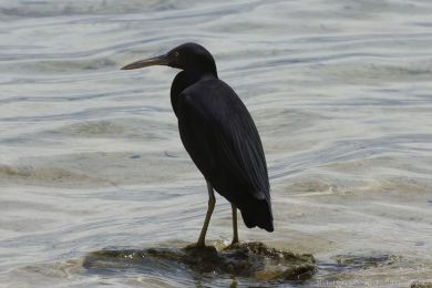 Volavka pobřežní (Egretta sacra) Volavka pobřežní (Egretta sacra)