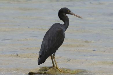 Volavka pobřežní (Egretta sacra) Volavka pobřežní (Egretta sacra)
