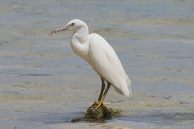 Volavka pobřežní (Egretta sacra) Volavka pobřežní (Egretta sacra)