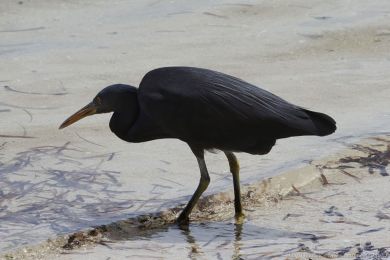 Volavka pobřežní (Egretta sacra) Volavka pobřežní (Egretta sacra)