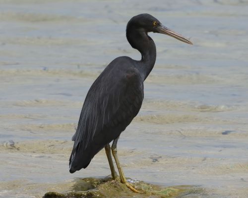 Volavka pobení (Egretta sacra)