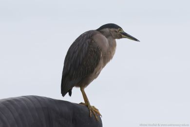 Volavka promnlivá (Butorides striata)