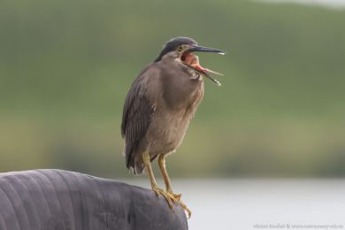 Volavka promnlivá (Butorides striata)