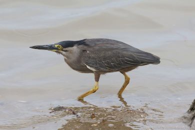 Volavka promnlivá (Butorides striata)