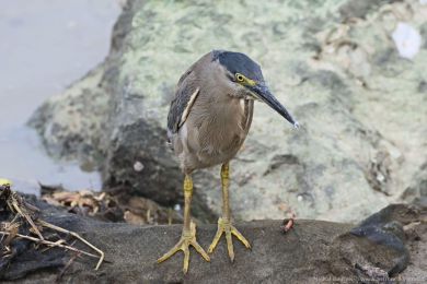 Volavka promnlivá (Butorides striata)