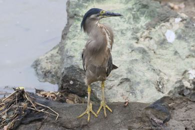 Volavka promnlivá (Butorides striata)