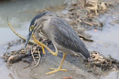 Volavka promnlivá (Butorides striata)