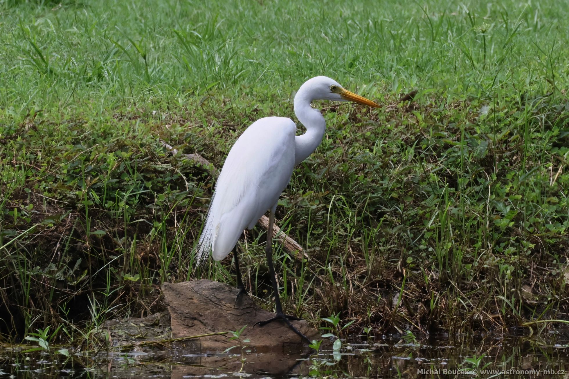 Volavka pvabná (Ardea plumifera)