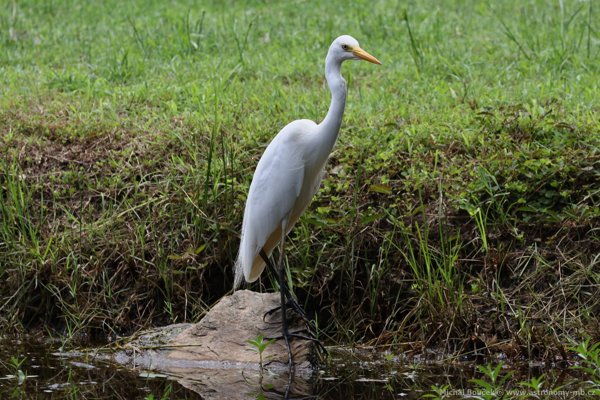 Volavka pvabná (Ardea plumifera)