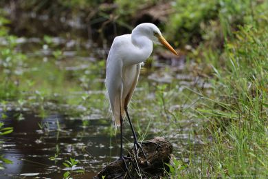 Volavka pvabná (Ardea plumifera)