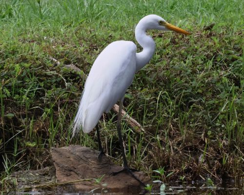 Volavka pvabná (Ardea plumifera)