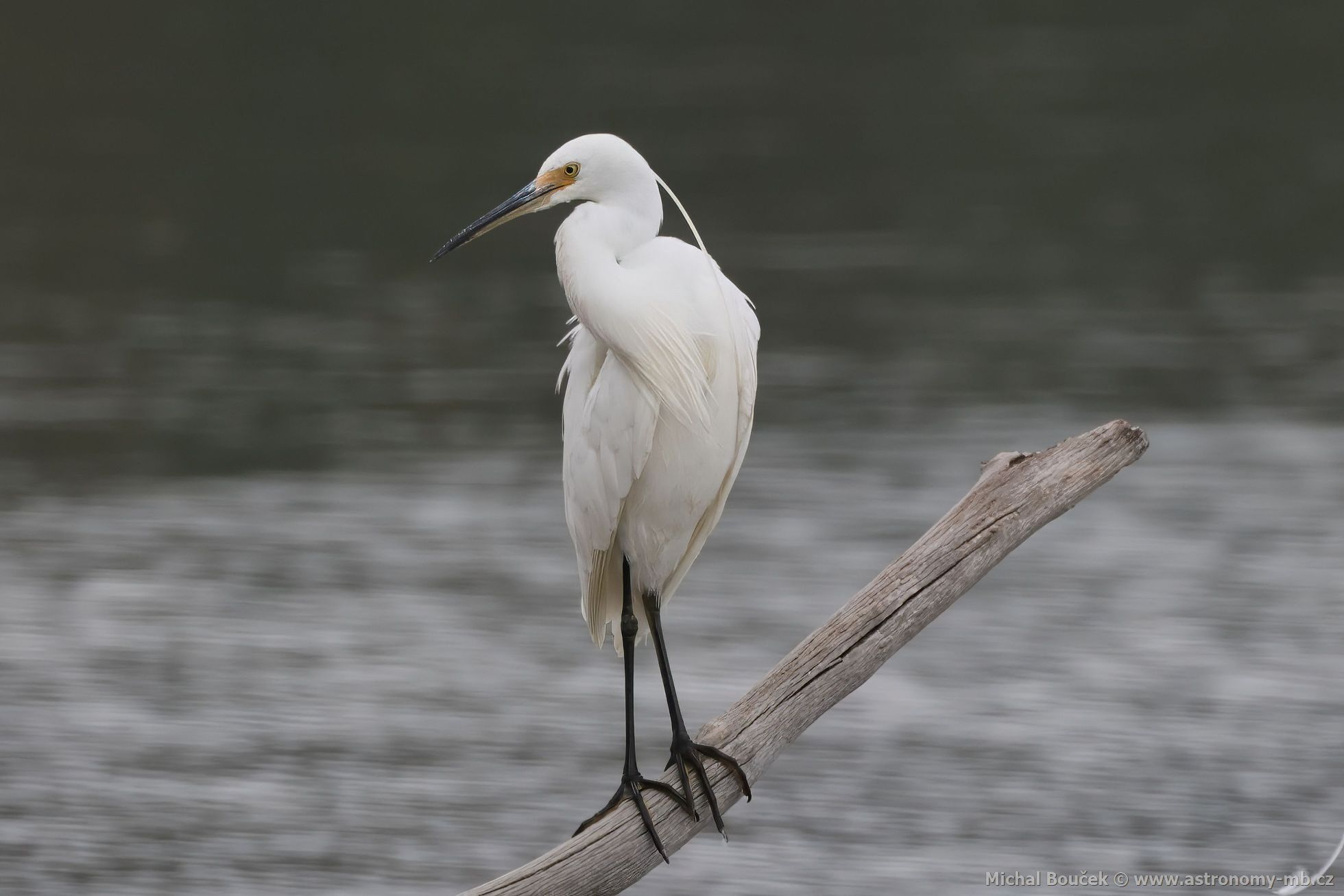 Volavka stíbitá (Egretta garzetta)