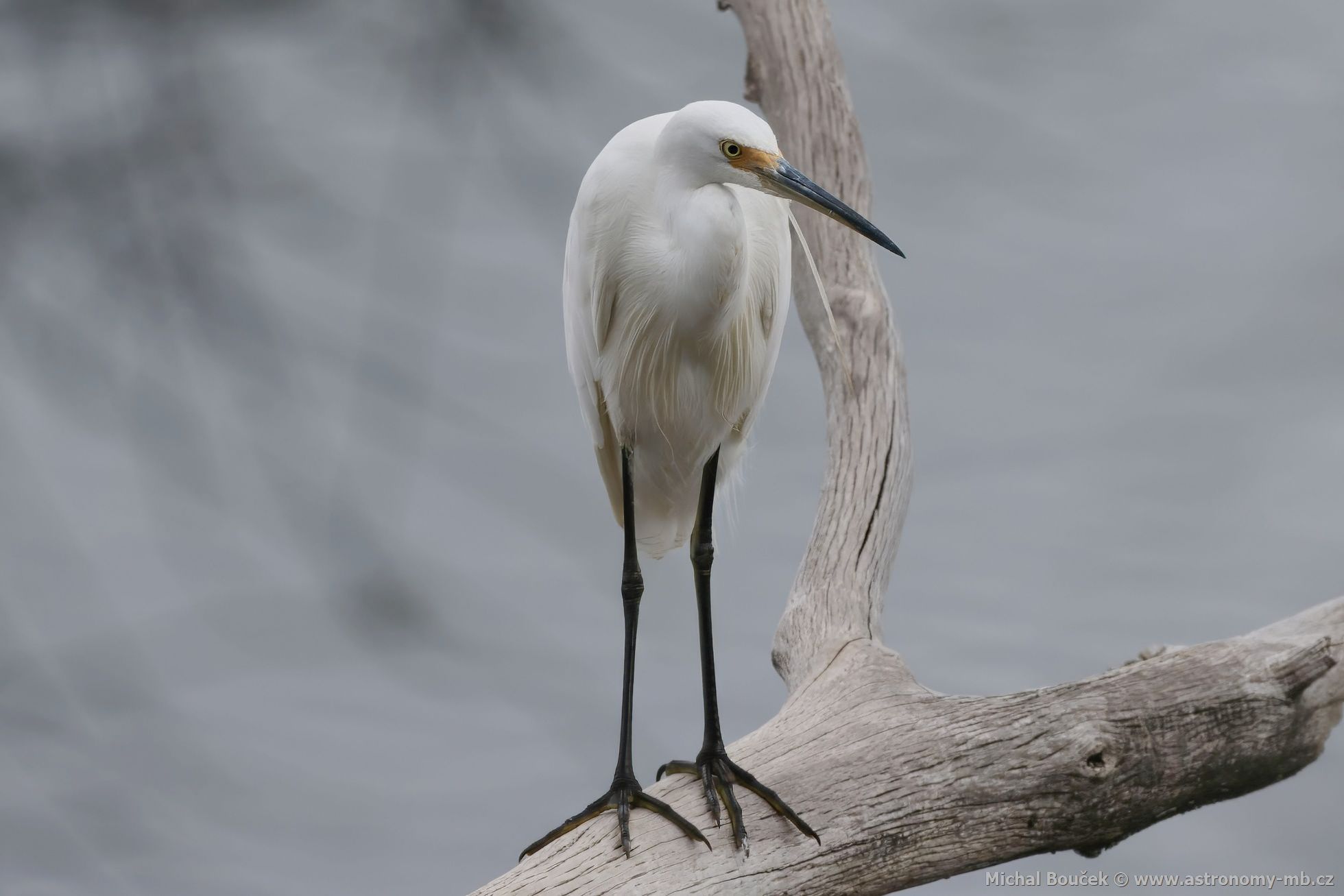 Volavka stíbitá (Egretta garzetta)