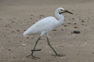 Volavka stíbitá (Egretta garzetta)