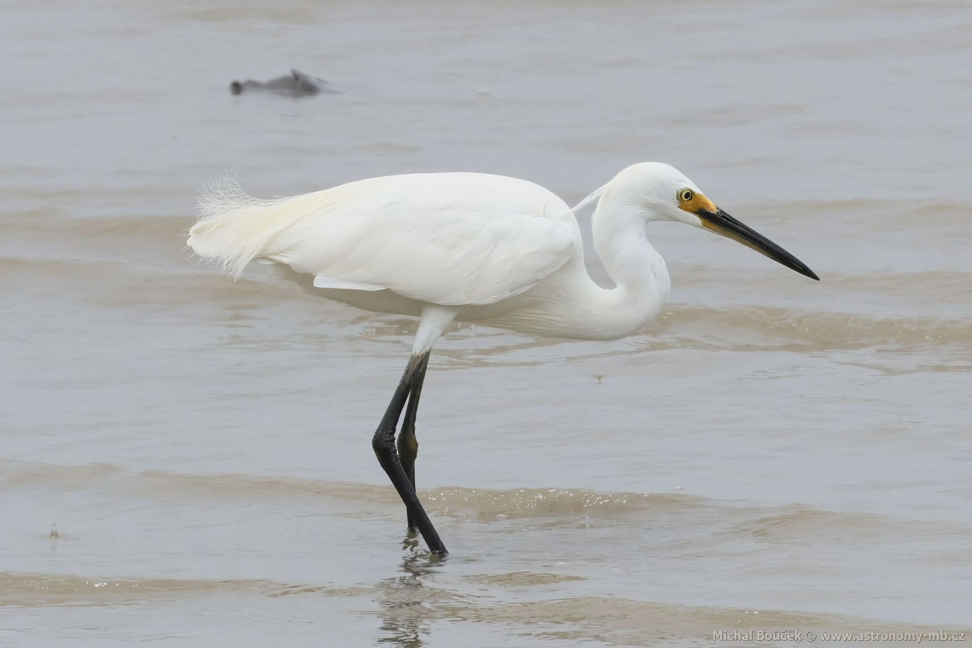 Volavka stíbitá (Egretta garzetta)