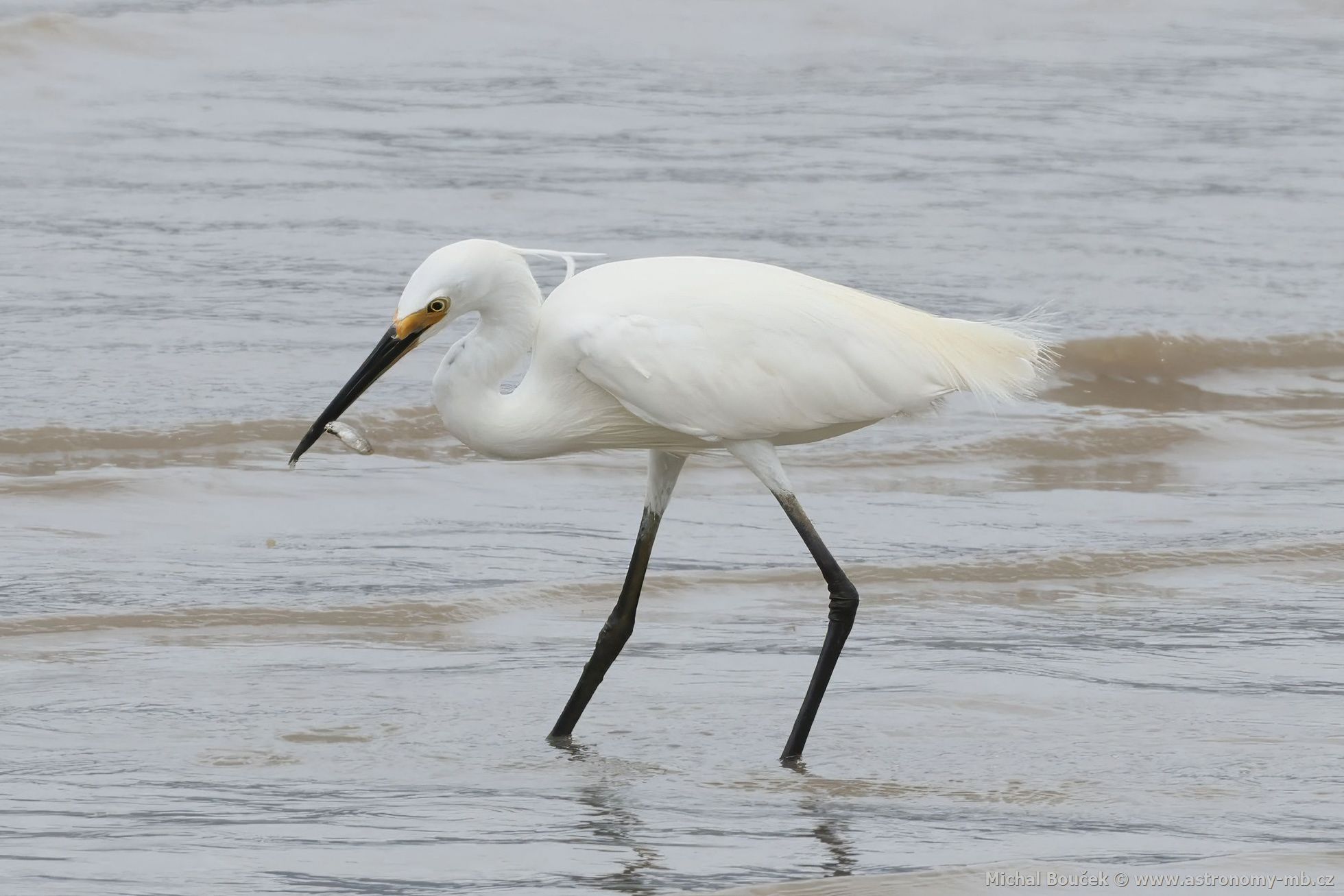 Volavka stíbitá (Egretta garzetta)