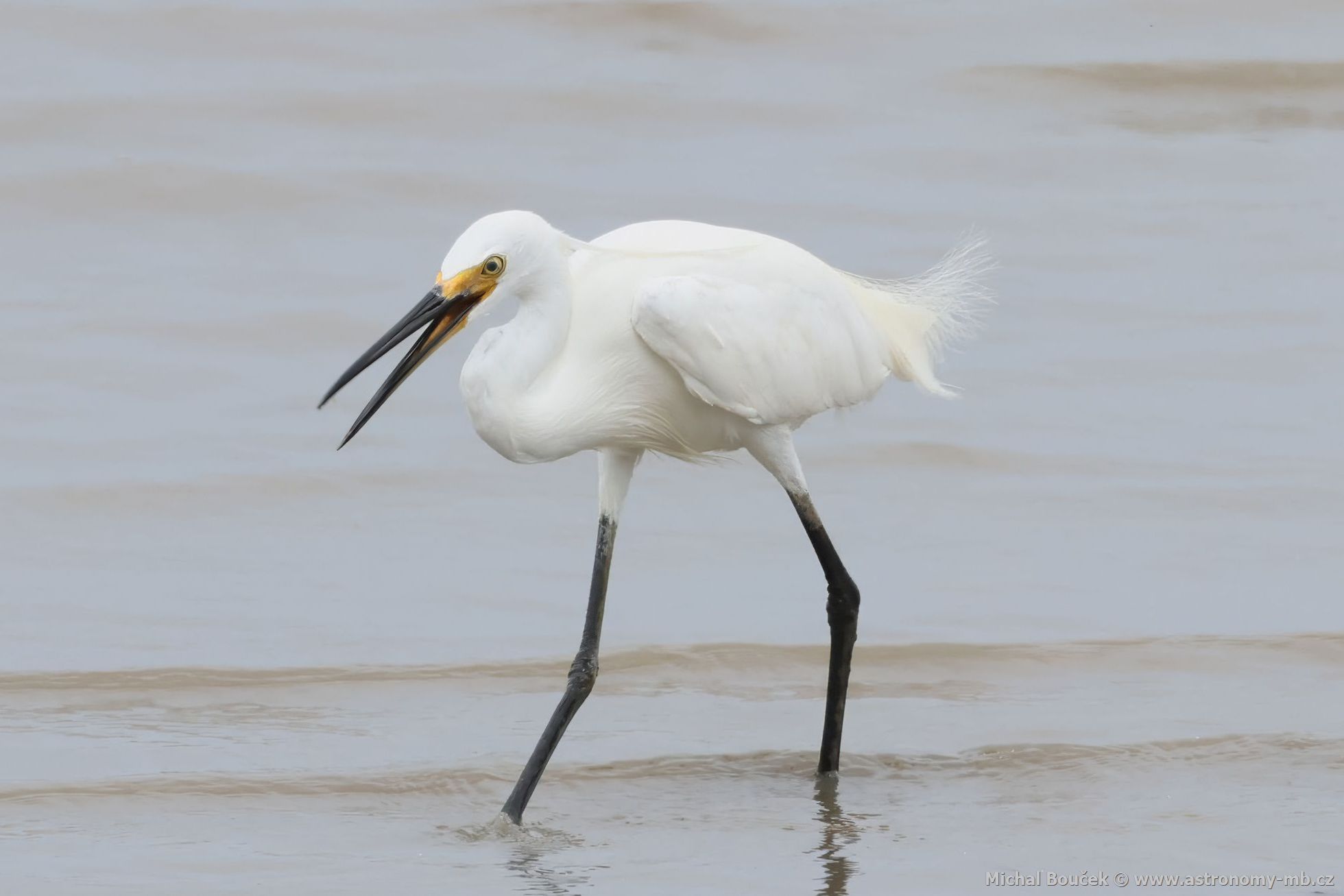 Volavka stíbitá (Egretta garzetta)