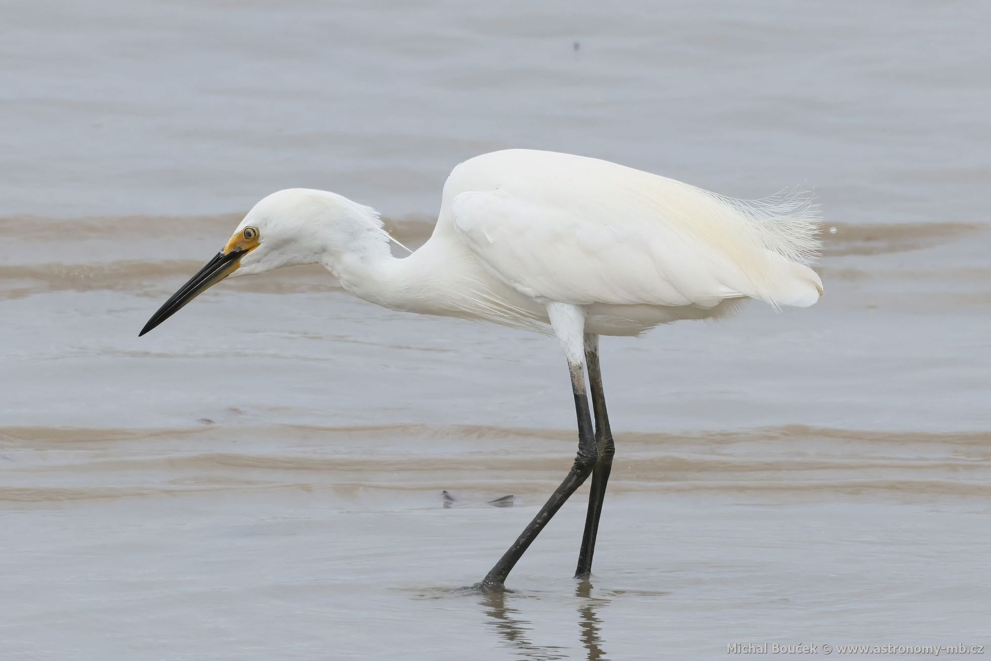 Volavka stíbitá (Egretta garzetta)