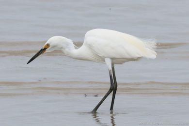 Volavka stíbitá (Egretta garzetta)