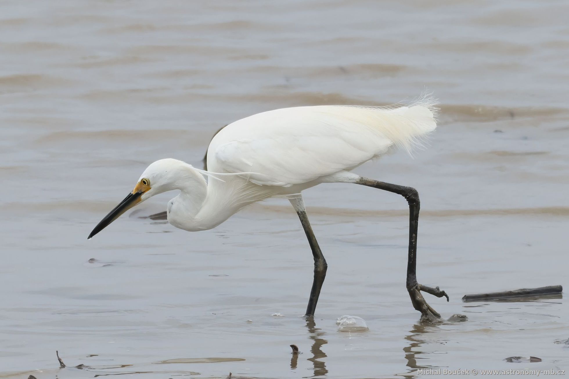 Volavka stíbitá (Egretta garzetta)