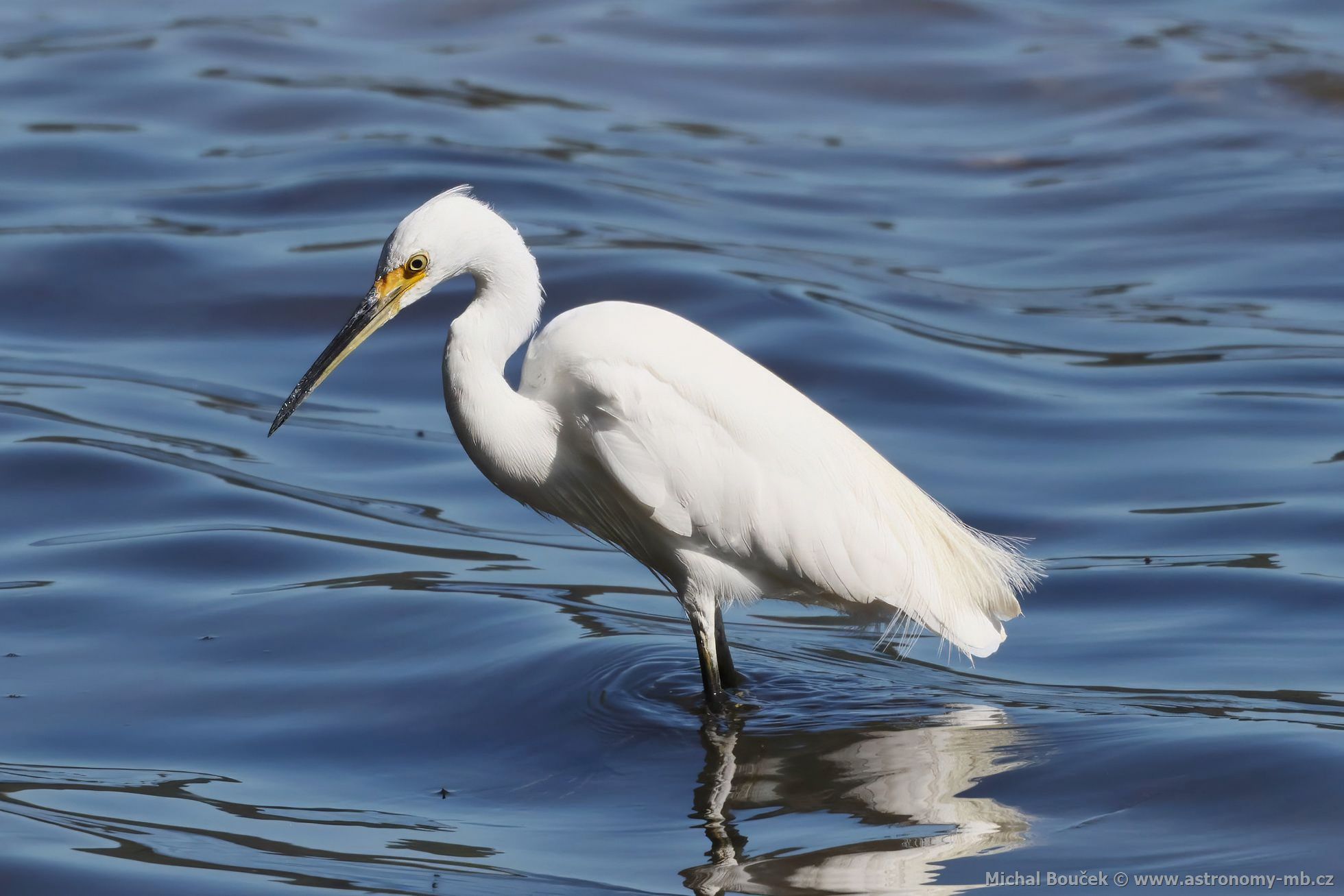 Volavka stíbitá (Egretta garzetta)