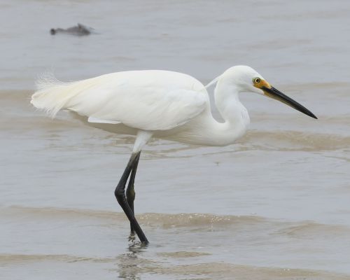 Volavka stíbitá (Egretta garzetta)