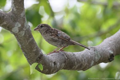 Vrabec domácí (Passer domesticus)