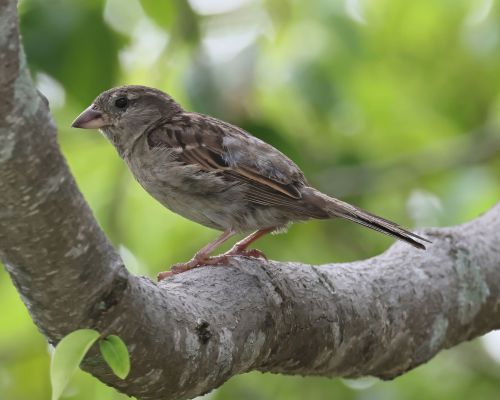 Vrabec domácí (Passer domesticus)