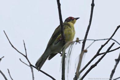 luva fíková (Sphecotheres vieilloti)