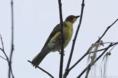 luva fíková (Sphecotheres vieilloti)