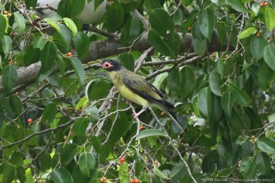 luva fíková (Sphecotheres vieilloti)