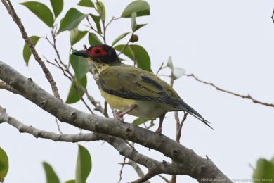 luva fíková (Sphecotheres vieilloti)