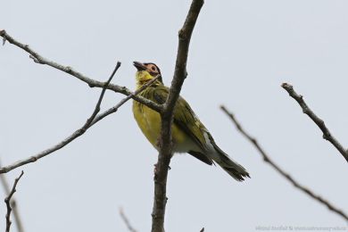 luva fíková (Sphecotheres vieilloti)